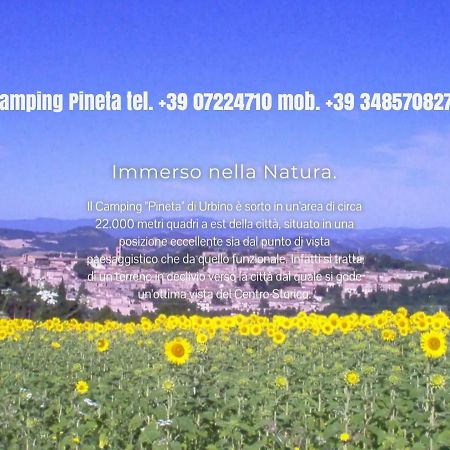 Camping Pineta Ξενοδοχείο Ουρμπίνο Εξωτερικό φωτογραφία